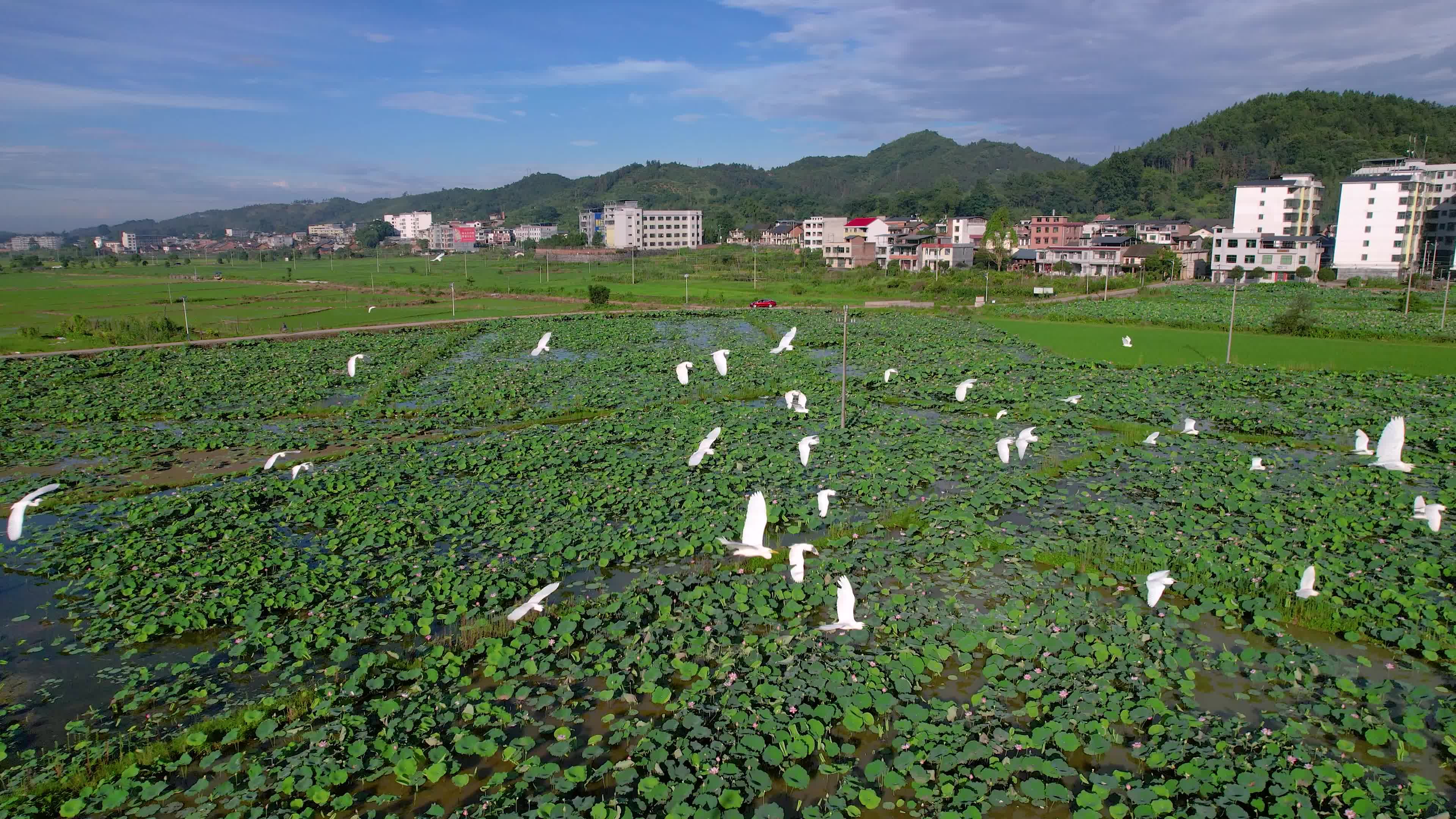 视频|郴州永兴：绿水青山生态美 白鹭翩翩入画来