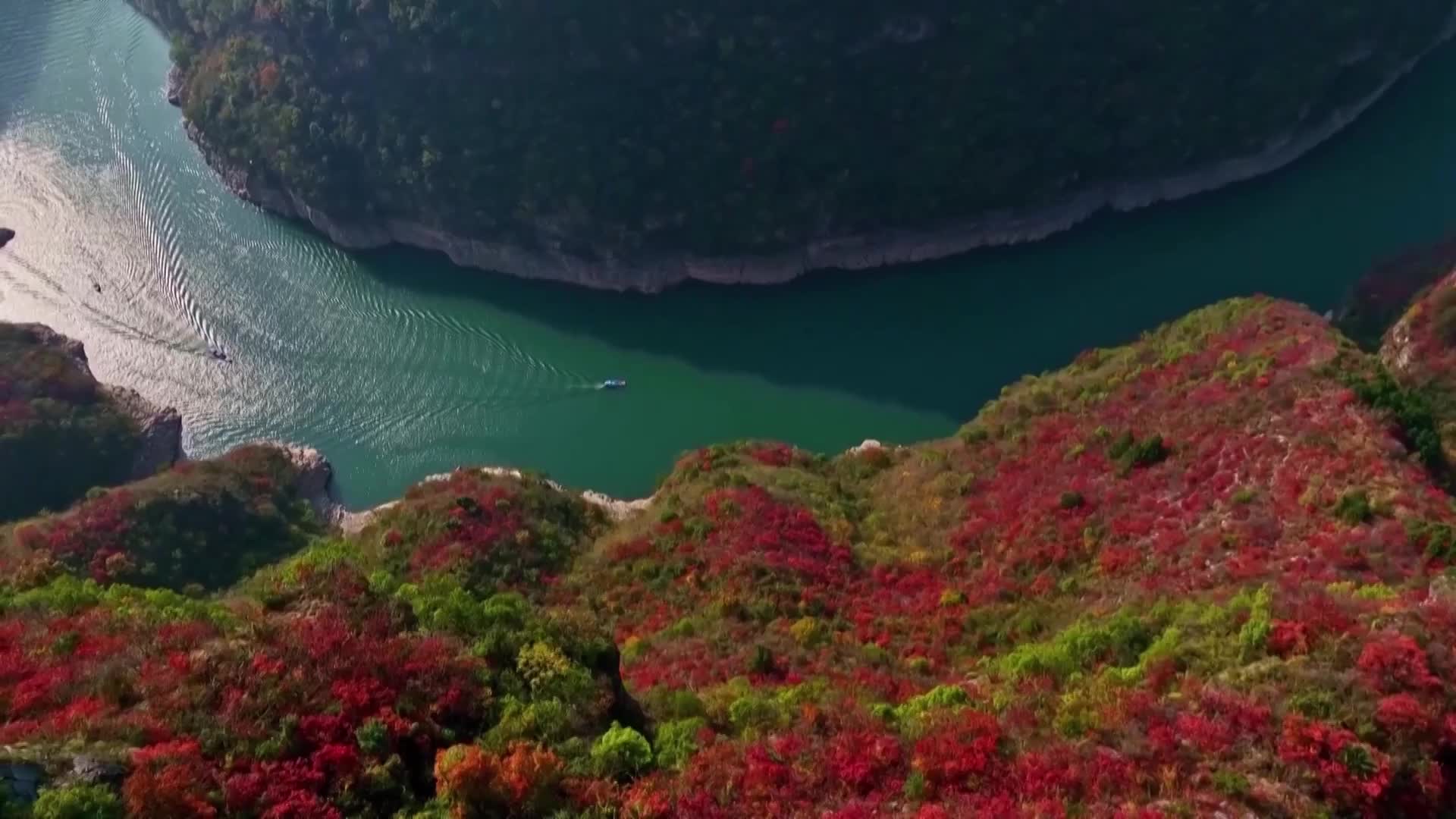 新春走基层｜主持人看新重庆·红叶“超长待机” 待出乡村新机遇