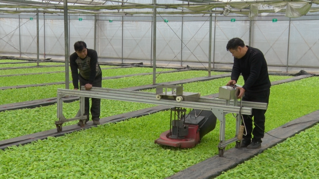 永兴县十三个烤烟工厂化育苗基地全面复工