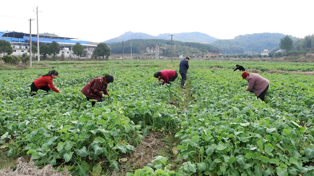 永兴县千亩油菜抢“鲜”上市 产销两旺助农增收
