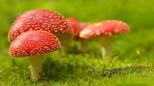 春季來臨，預防毒蘑菇中毒