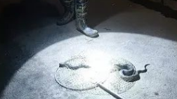 警惕！已有多人被咬！医生紧急提醒