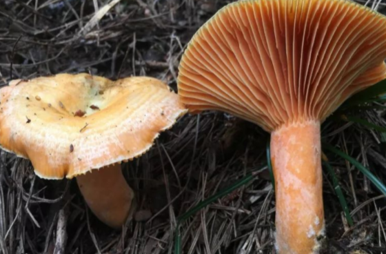 重要提醒：切勿采食野生蘑菇，避免发生误食中毒!