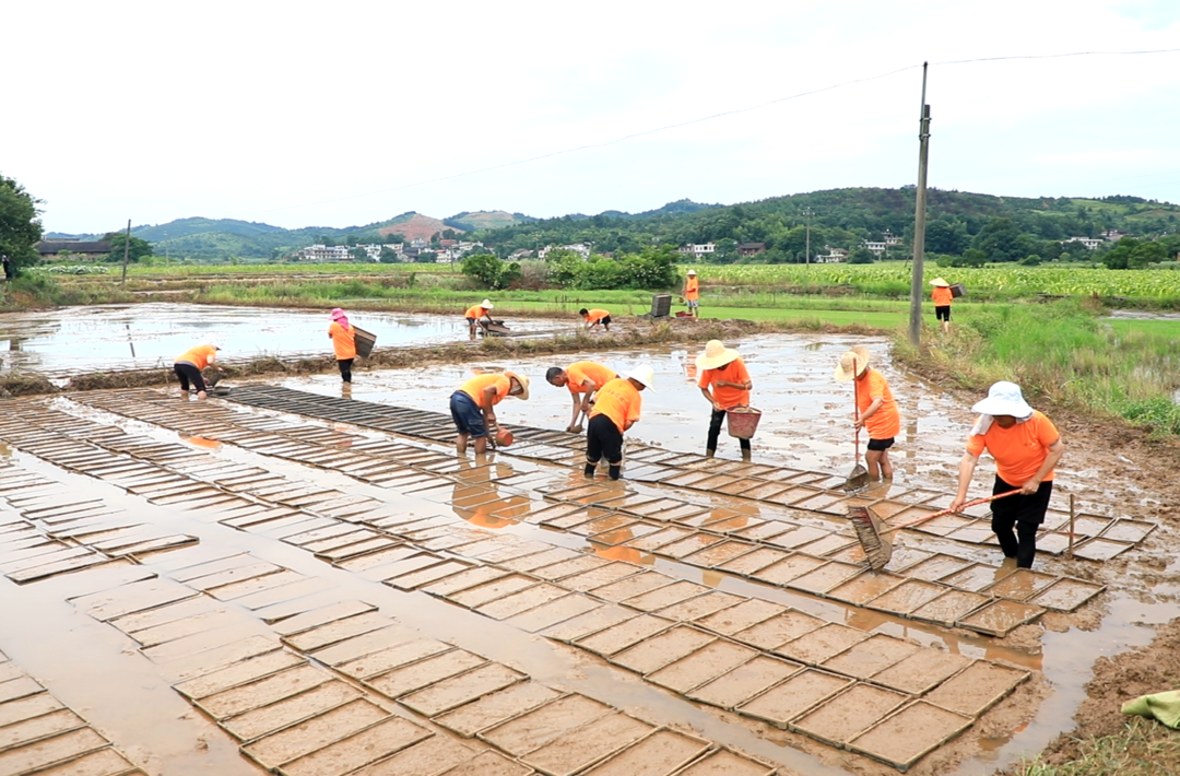 聚焦十大重点工作▪乡村大振兴|烟稻轮种育秧忙 农村合作效益大