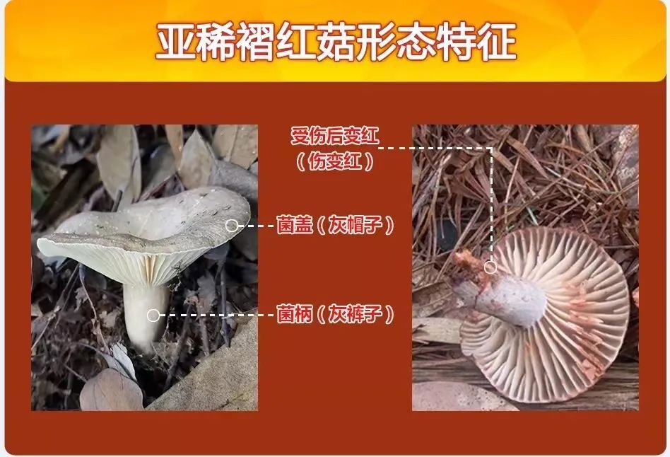 别吃！别吃！别吃！湖南省发布今年第三次预警