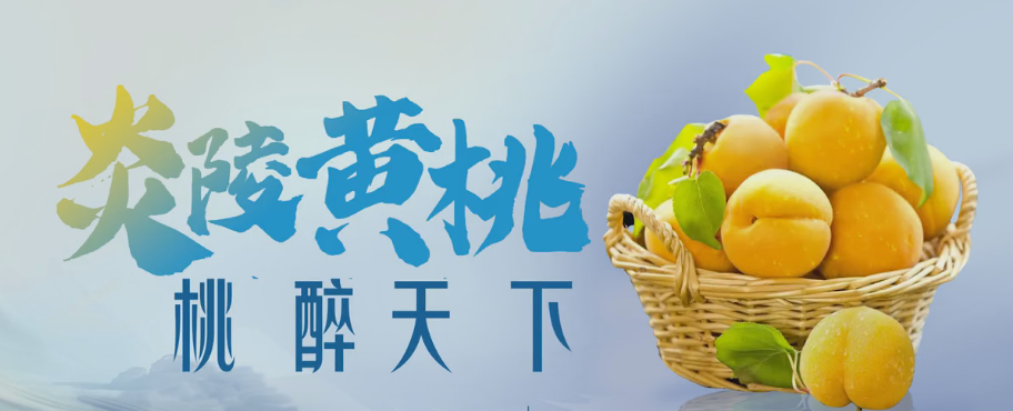 乘风破浪的姐姐品味炎陵黄桃：“果”然有味 “桃”醉一夏