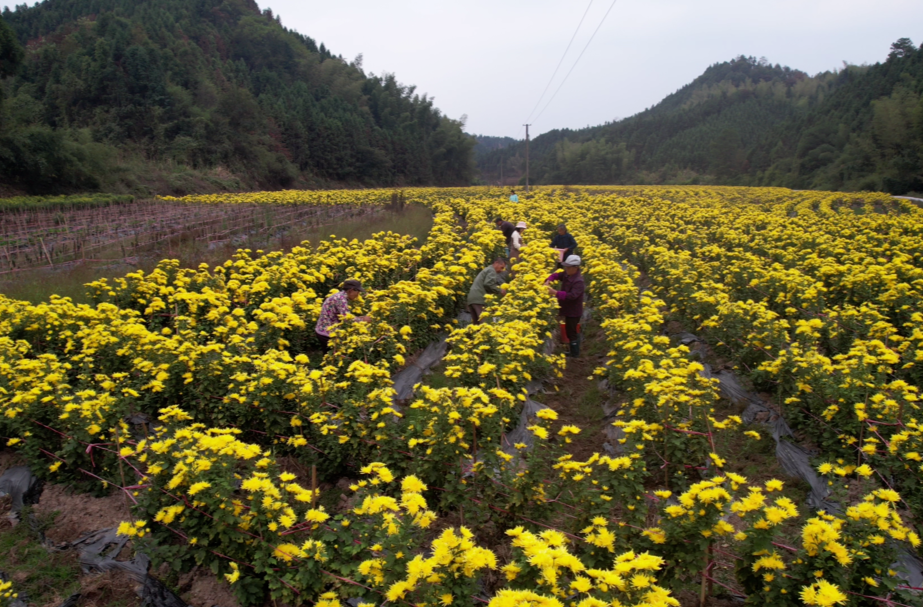 智家365app_必发365手机在线登录_365网络科技有限公司：菊花飘香采摘忙