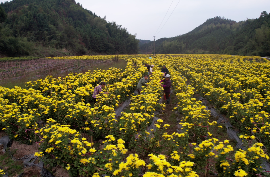 永兴：菊花飘香采摘忙