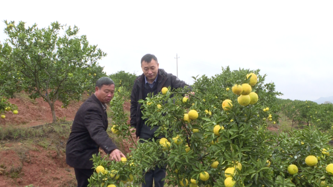 政协委员风采|邝彦勇：开展农村人居环境整治  助力乡村振兴战略实施