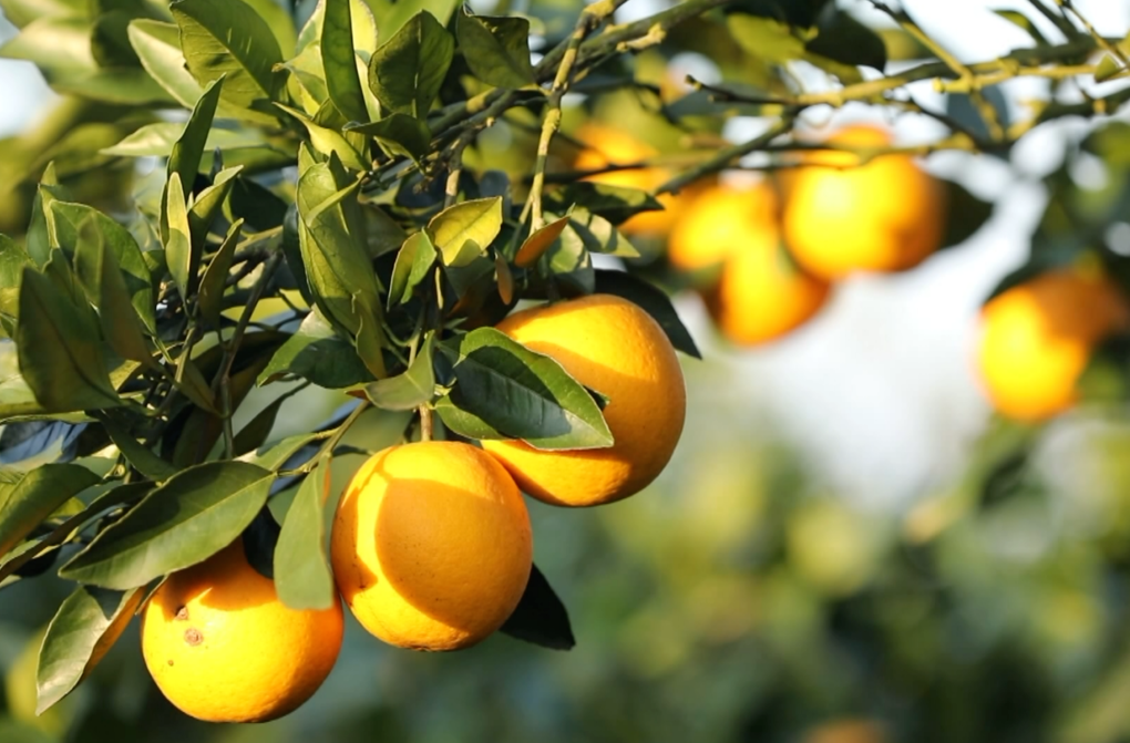 中国柑橘年会在郴州开幕：永兴冰糖橙受国家柑橘协会专家交口称赞