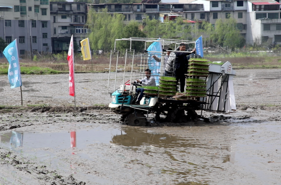 永兴县大力推广机插和有序抛秧 助力水稻生产