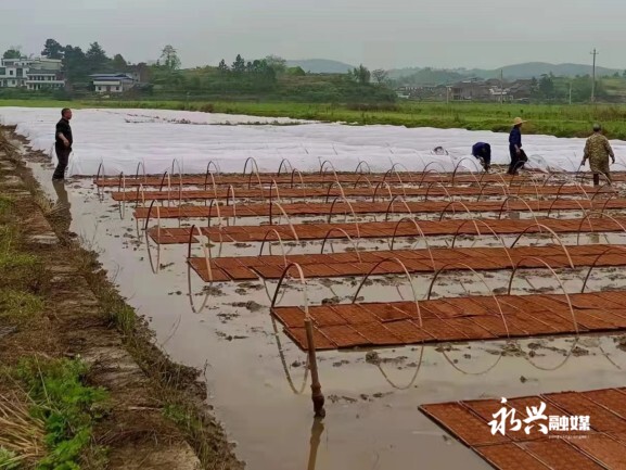 郴州永兴马田镇：土地大托管 拖出好“钱”景