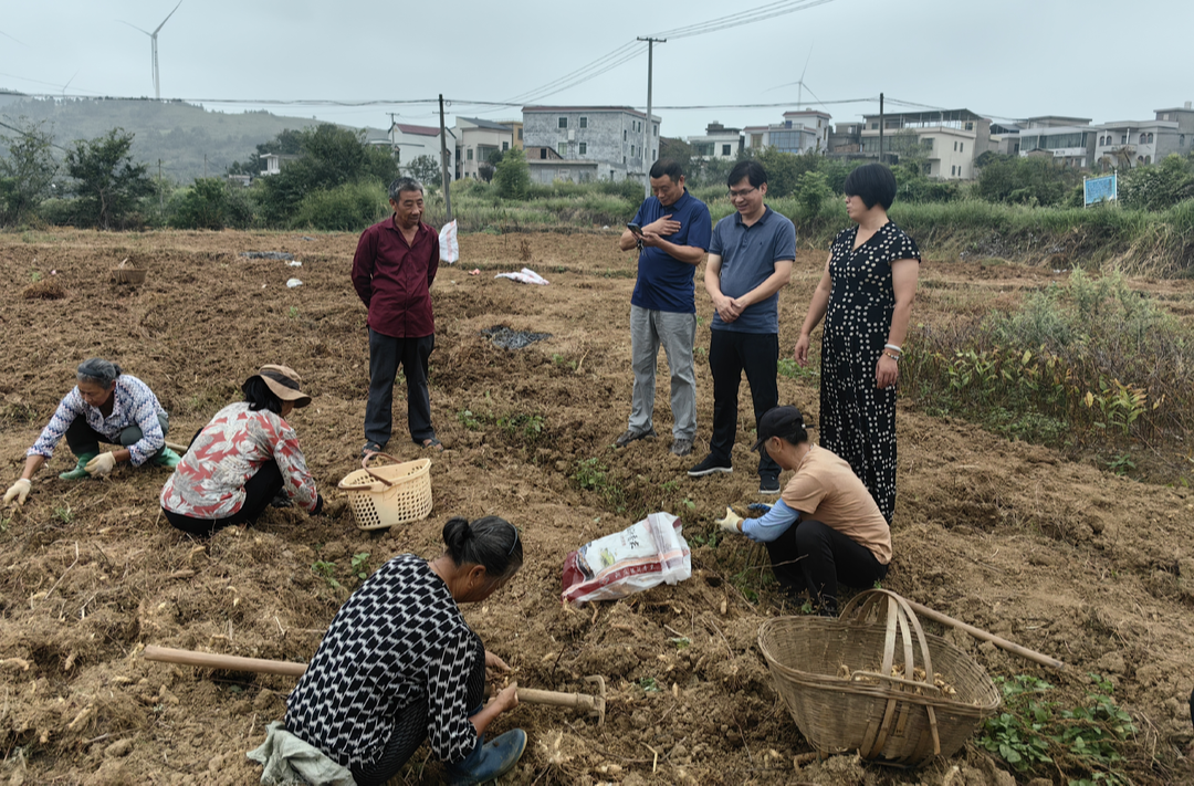 乡村振兴 | 永兴县油麻镇公平村：玉竹丰收助农增收