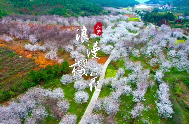 湖南郴州永兴：浪漫樱花享春光