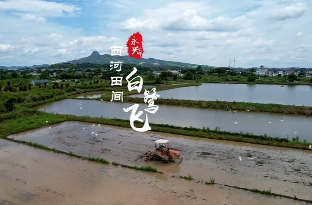 郴州永兴：西河田间白鹭飞