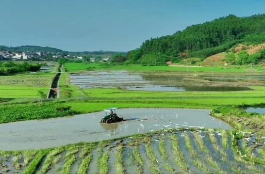 郴州永兴：白鹭翩飞稻田间