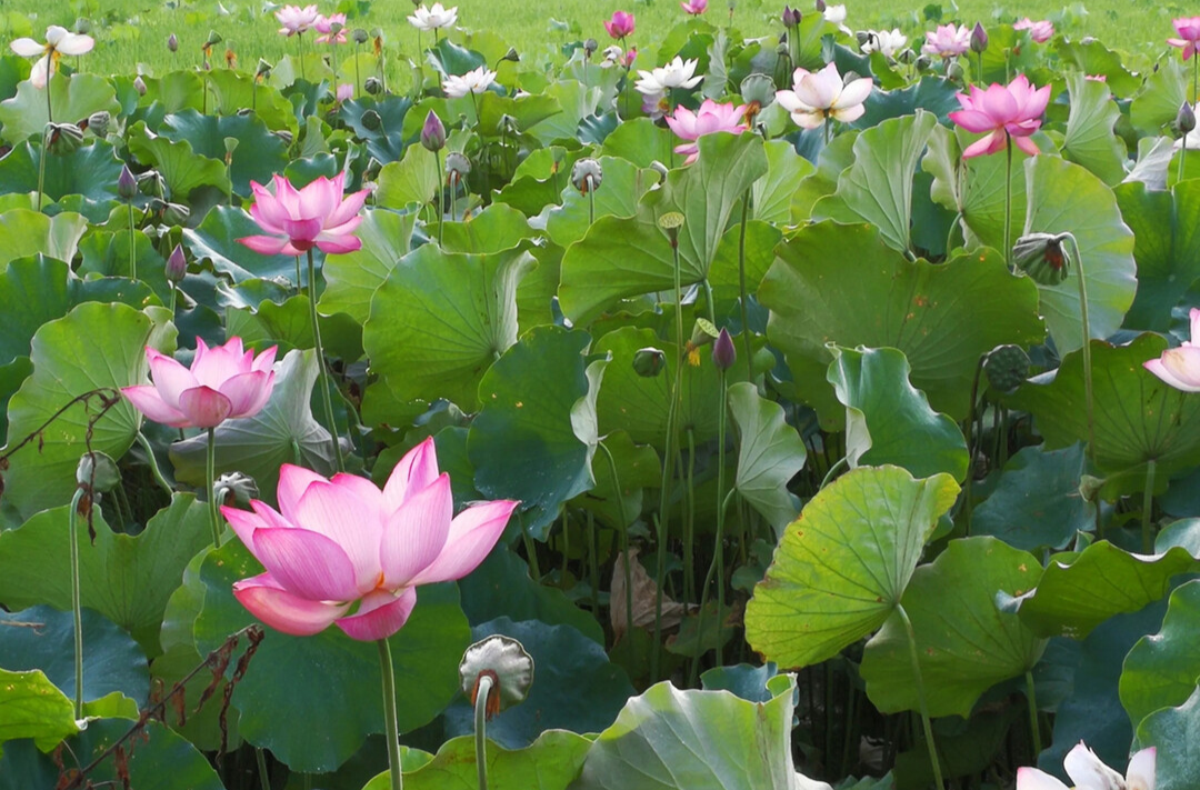 区县新闻丨郴州永兴：大寺村民与美好生活“湘莲”