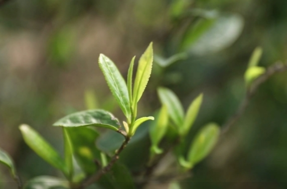 郴州永兴：深山出好茶 手工炒茶香
