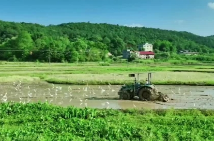 郴州永兴：白鹭翩飞稻田间