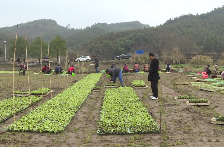郴州永兴：假植育苗抢时节 田间地头春耕忙