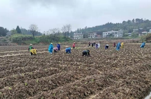 郴州永兴马田镇：土地大托管 拖出好“钱”景