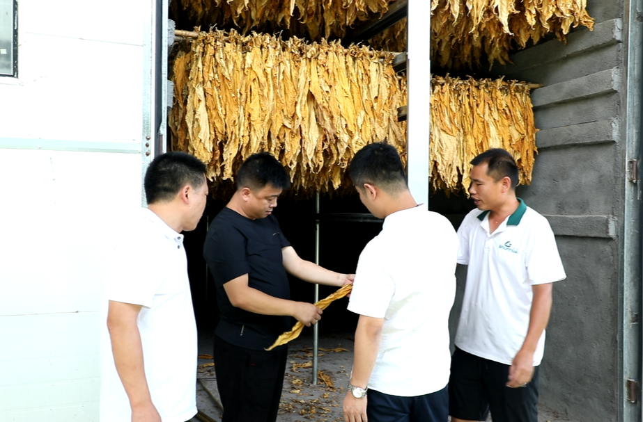 永兴县龙形市乡：烟叶生产喜获丰收 烘烤作业圆满收尾