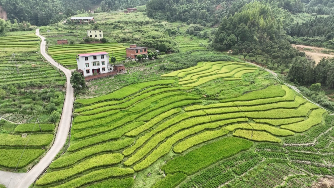 打好灾后恢复重建攻坚战|永兴对口帮扶资兴：道路抢通，受阻小黄姜顺利运出、及时销售
