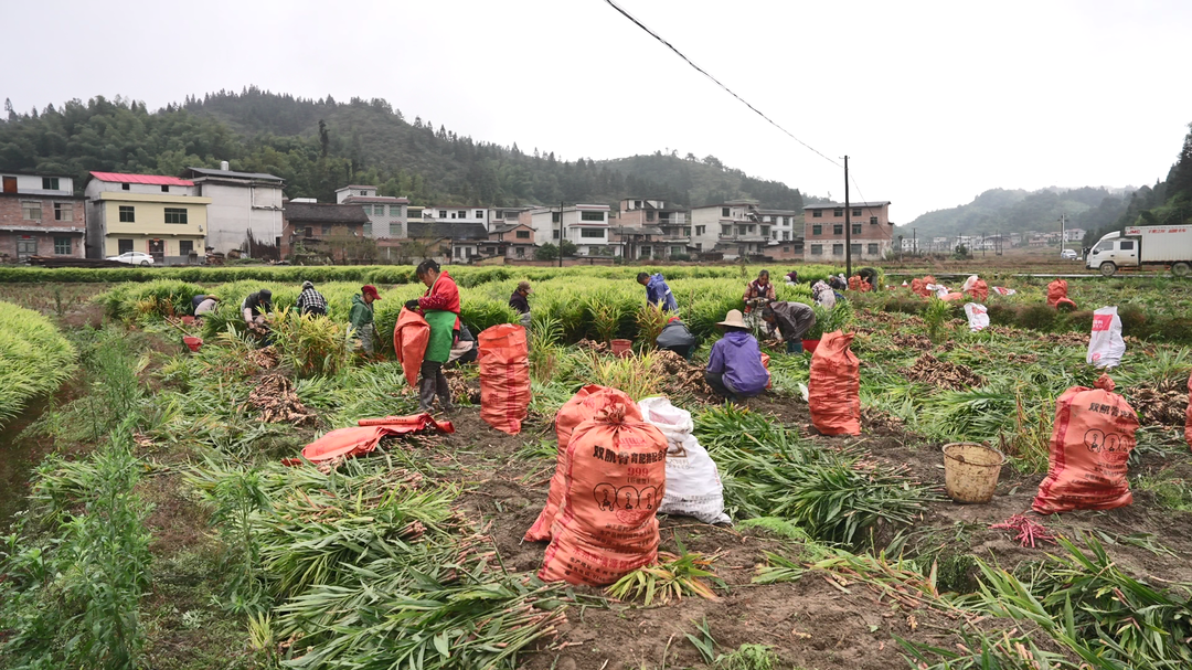 永兴县鲤鱼塘镇板桥村：发展生姜特色种植 带动群众增收致富