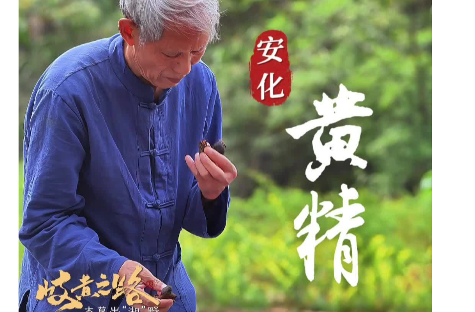 岐黄之路•本草出“湘”野①|“湘中药库”，迈进“黄精时代”