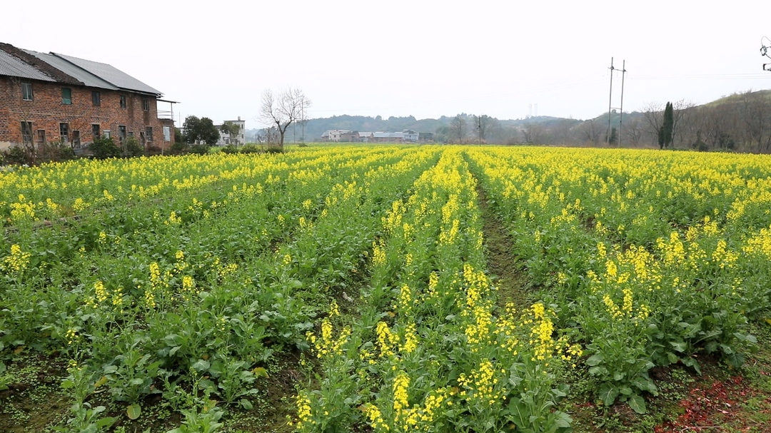 人勤春来早|湘阴渡街道油塘村：抓好油菜管护 保障稳产增收