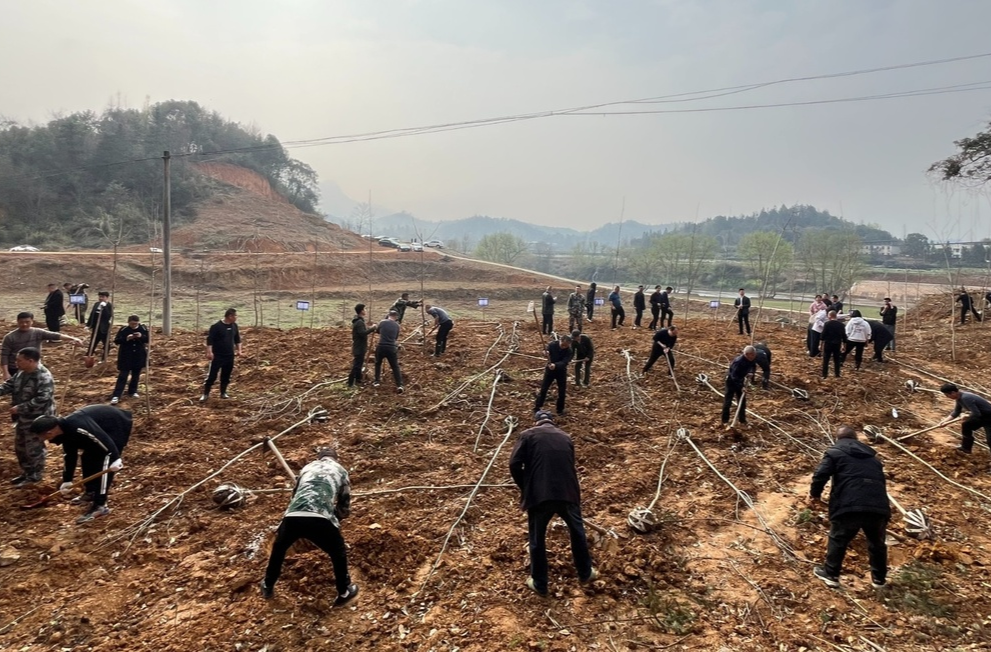 永兴：义务植树正当时，共建绿色新家园