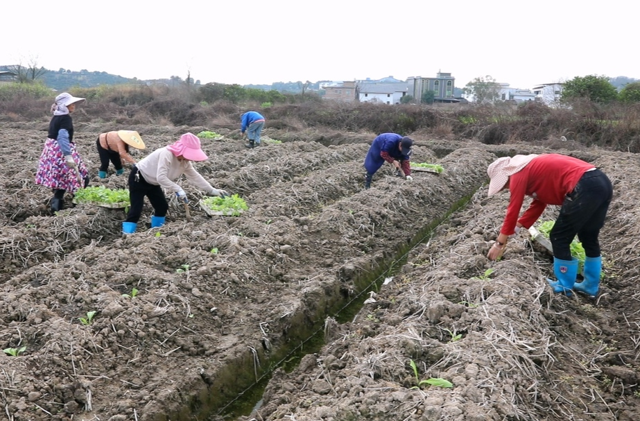 永兴县湘阴渡街道松柏村：不负好时光 烤烟移栽忙