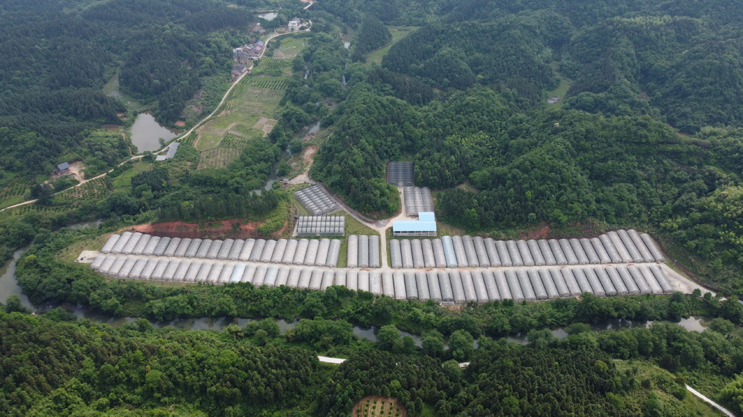 永兴冰糖橙苗木销售旺季开启，产业升级势头强劲