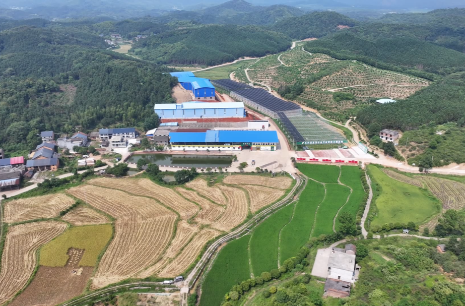 永兴高泽种养殖专业合作社：首批4000亩早稻插秧工作全面启动