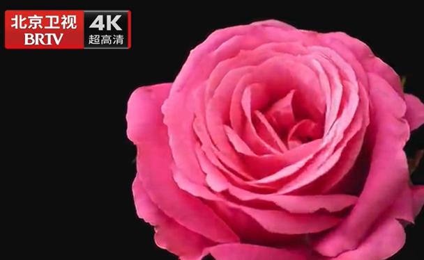 感受生命律动，品味烟火人间！北京超高清领跑全国，4K超高清的“视”界有多美好？听@X玖少年团肖战DAYTOY 为您讲述！