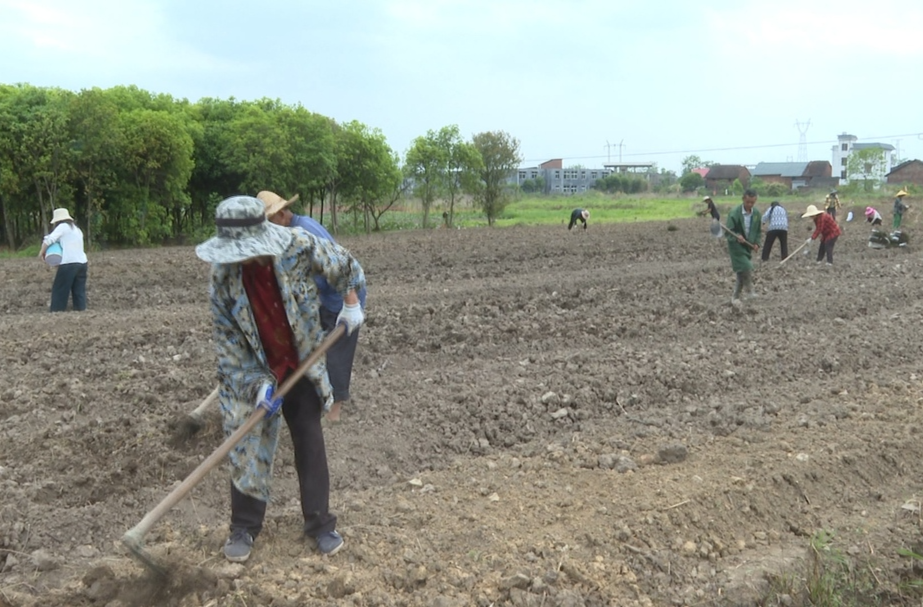 永兴：谷雨药材种植忙  增收致富有“良方”