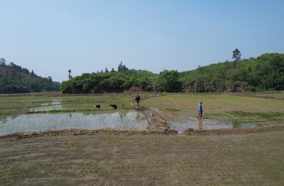 永兴：全力推进撂荒地复耕复垦，促进农业增效、农民增收