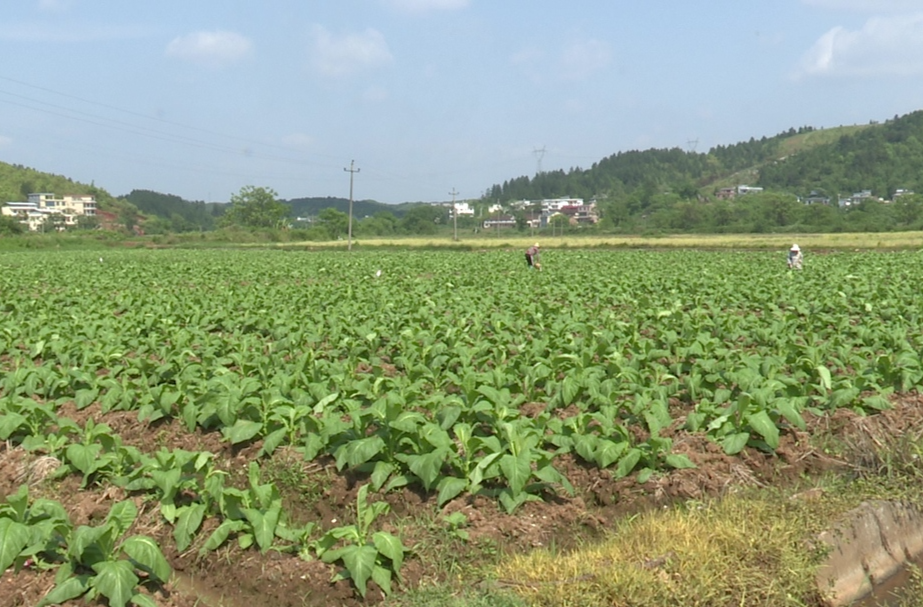 永兴：加强田间管理  助推烤烟丰产