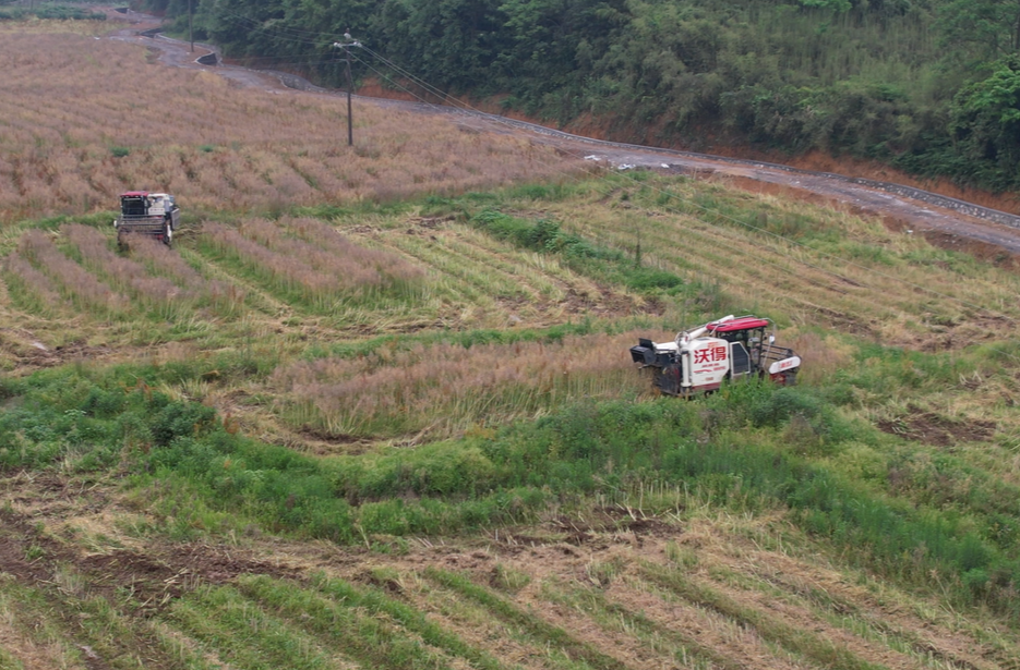 永兴县23.5万亩油菜喜获丰收 机械化收割助力颗粒归仓