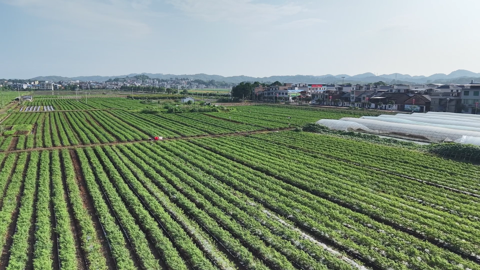 永兴：辣椒丰收 “鲜”辣上市