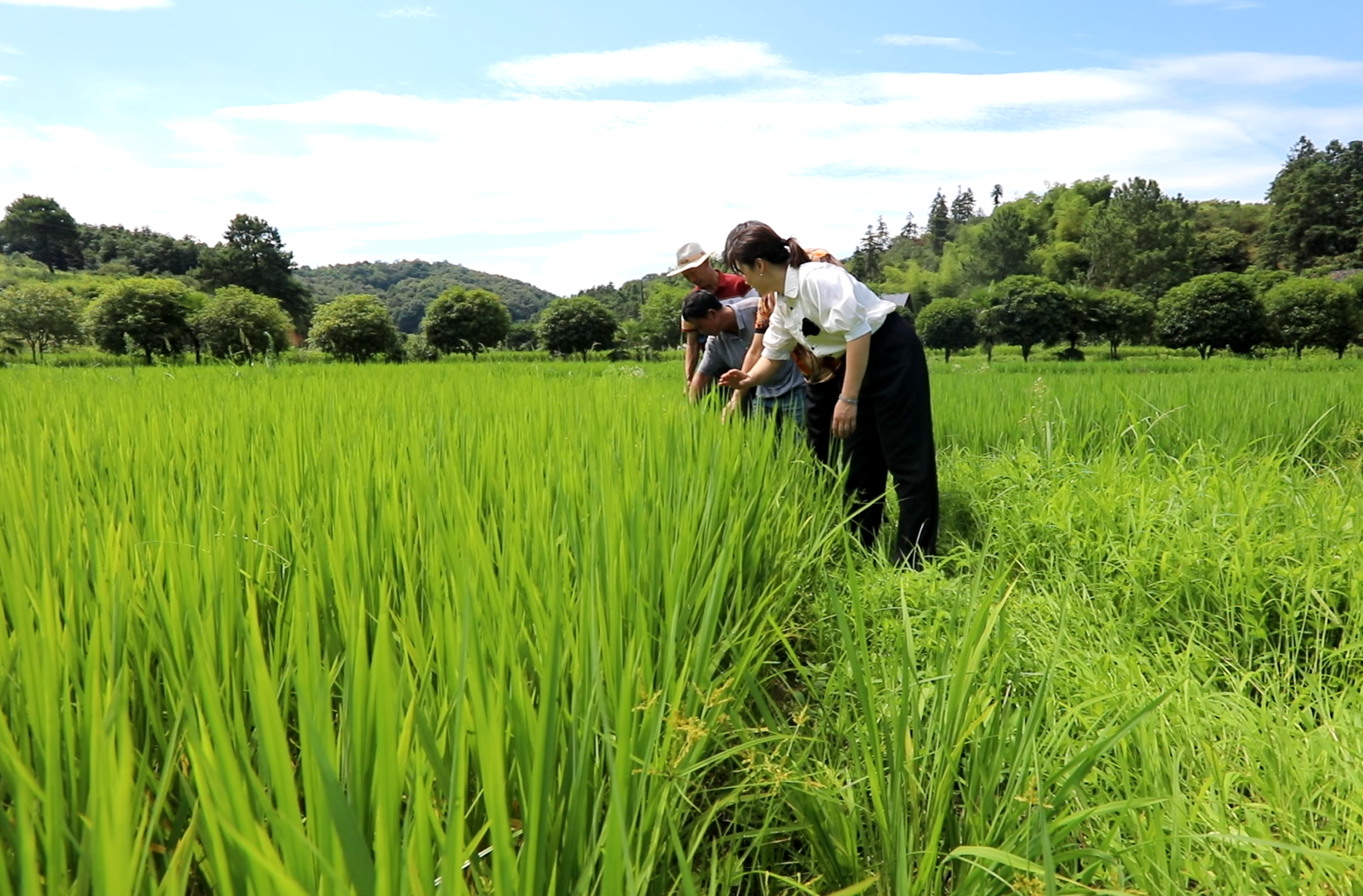 永興縣供銷社：全程托管服務(wù)解農(nóng)憂 鋪就鄉(xiāng)村振興致富路