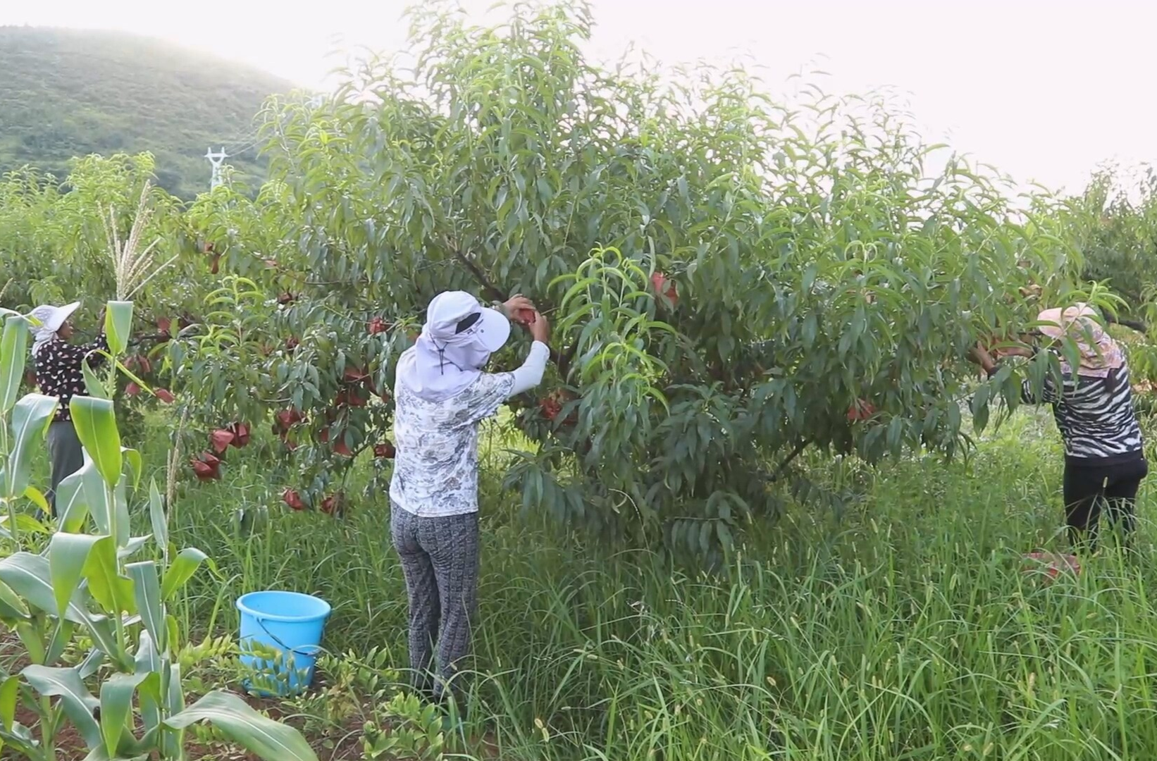 永兴油麻镇：黄桃甜蜜上市  多元销售促增收
