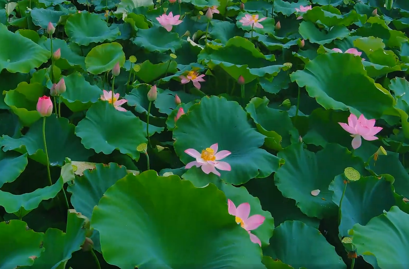 郴州永兴：浪漫夏日·诗意画卷