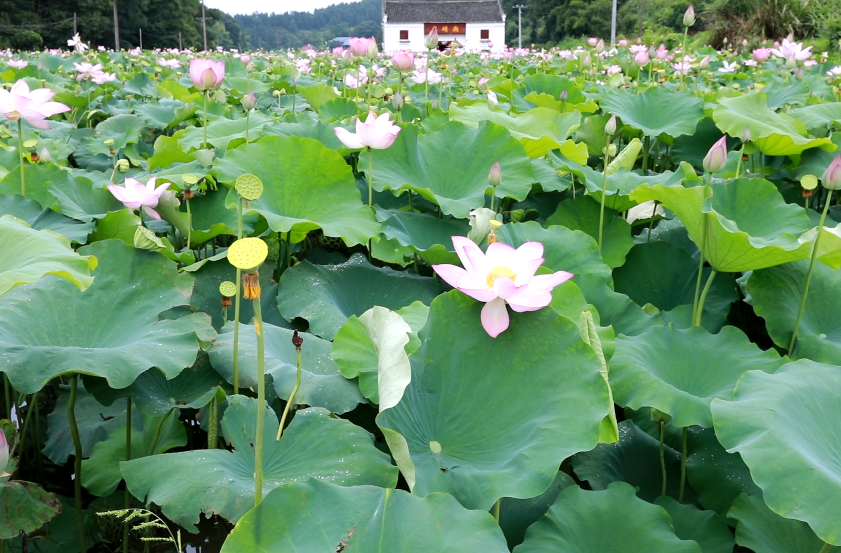 永興縣黃泥鎮(zhèn)板沖村：蓮蓬豐收荷塘生“金”