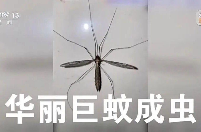 “以蚊治蚊”防控基孔肯雅热，不咬人的“好蚊子”出动了！