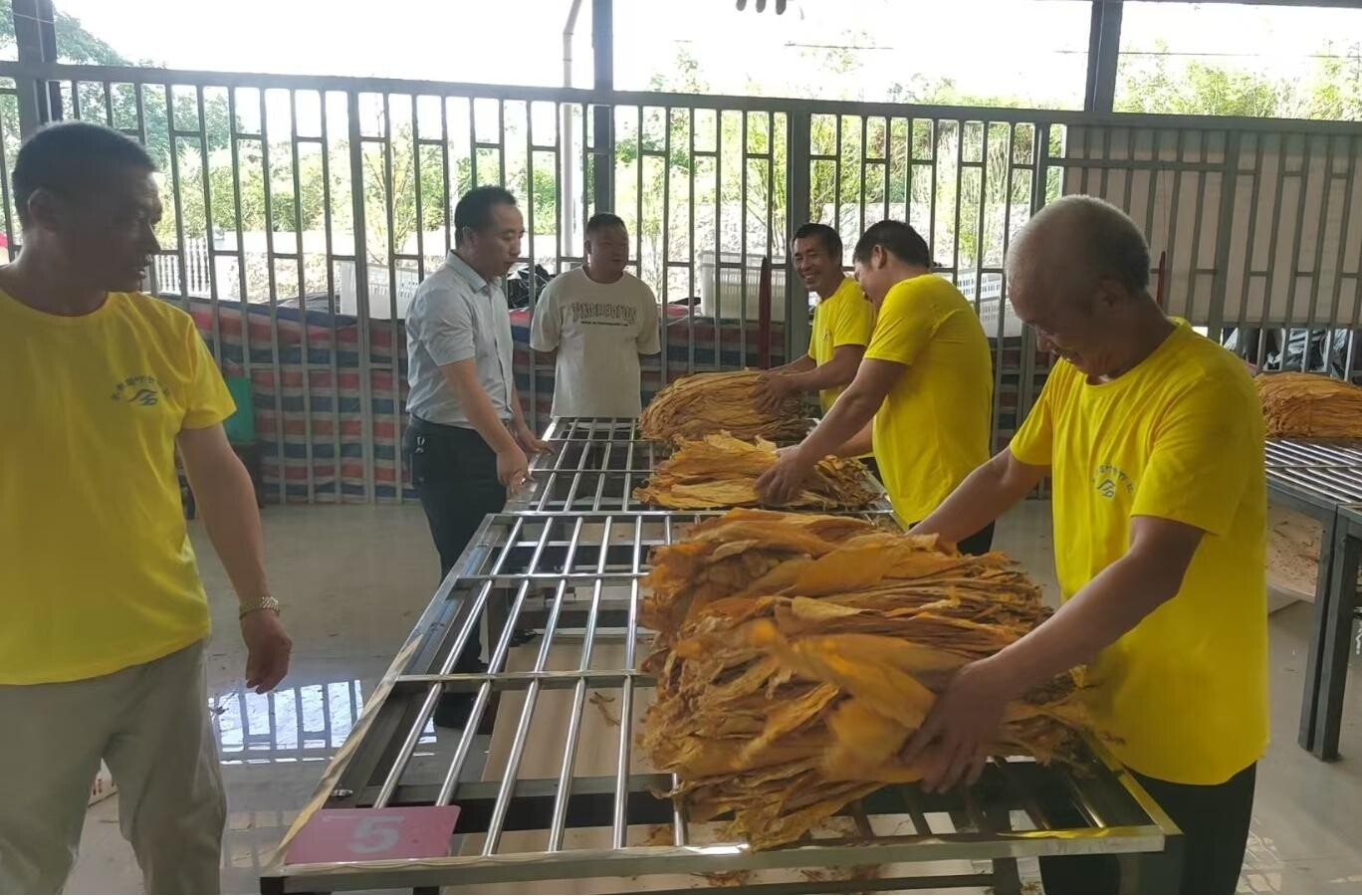 永兴县油麻镇：金叶开秤启新程，稳中提质促振兴