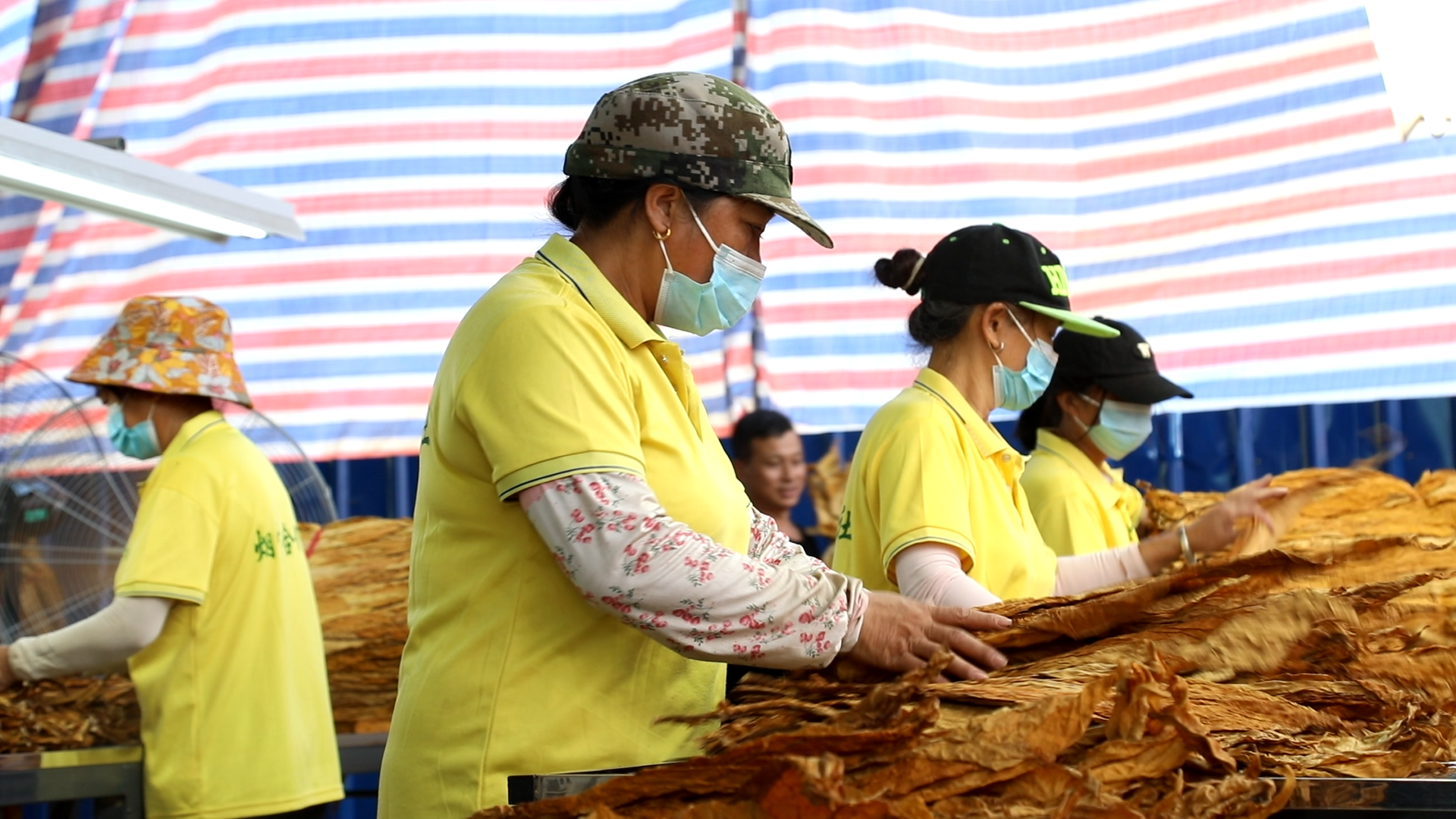 永兴：线上预约+分级指导 助力烤烟收购提质加速