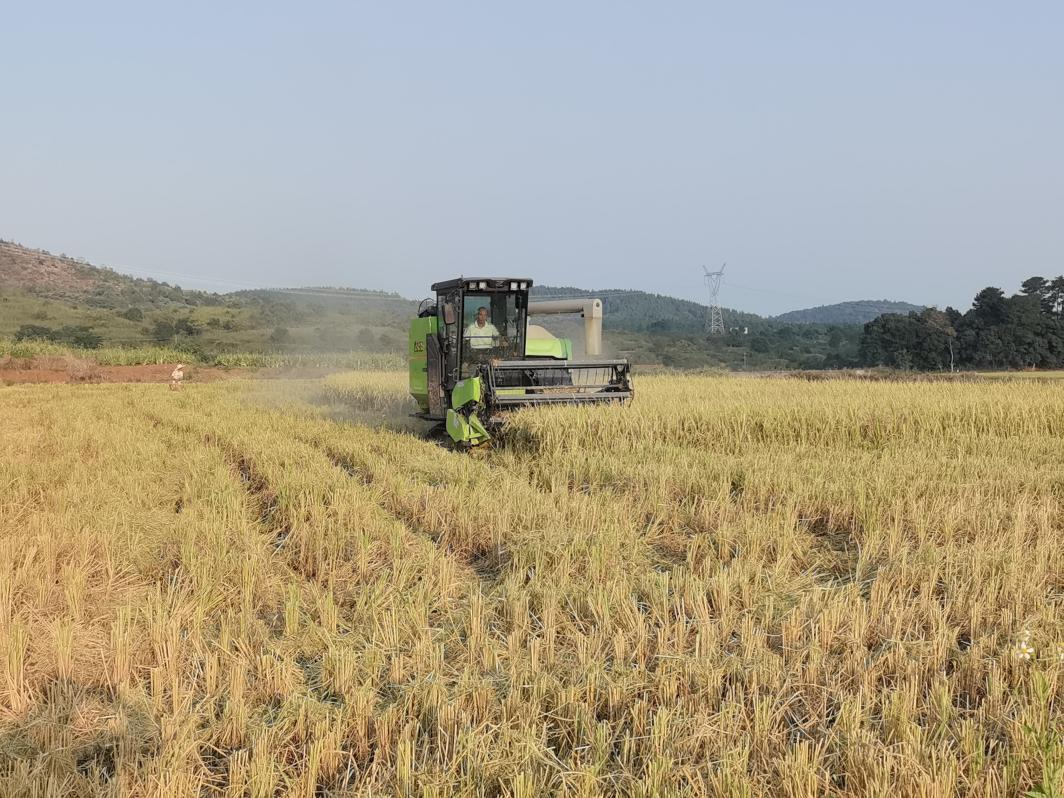 永兴县悦来镇：稻浪翻金时，农机奏“丰”歌
