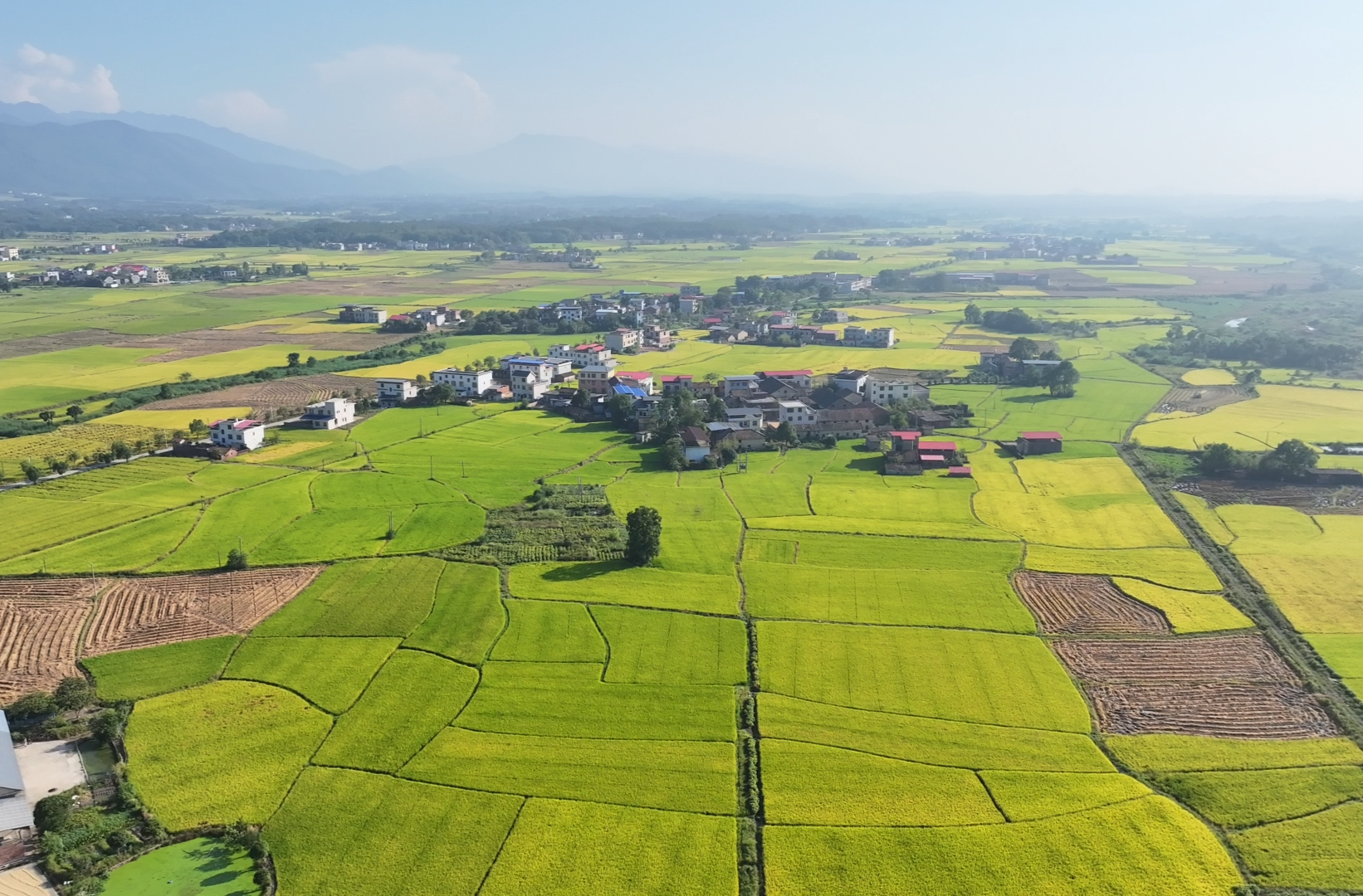 永兴：金秋“丰”景  机收机烘助力18.3万亩晚稻颗粒归仓