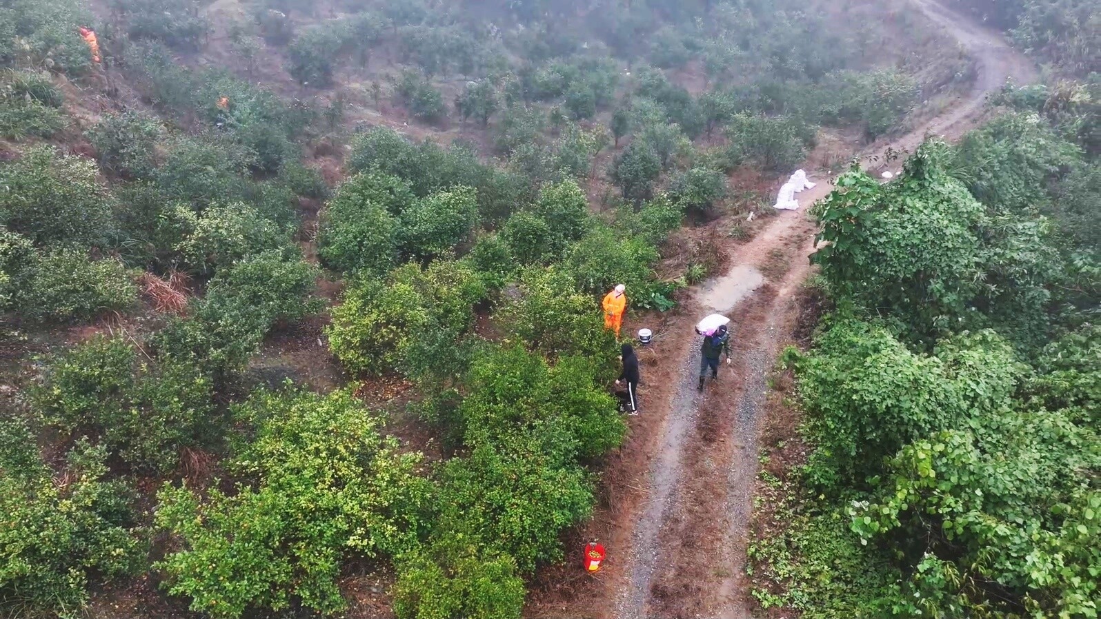 永兴：霜降油茶采摘忙 漫山硕果绿生“金”